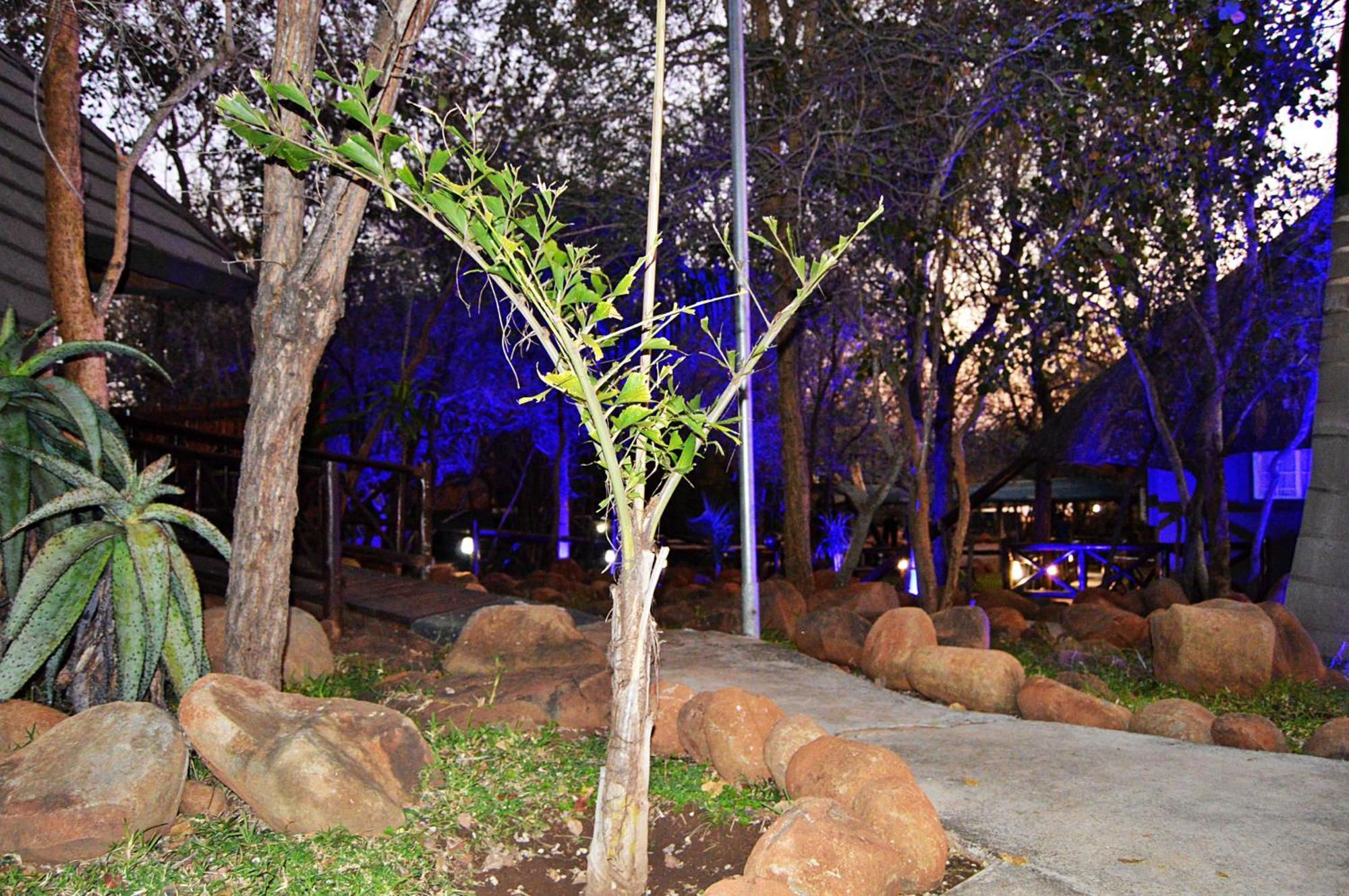 Royal Marlothi Kruger Safari Lodge And Spa Marloth Park Dış mekan fotoğraf